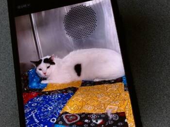Domestic Short Hair Cats Available for Adoption in Albuquerque, New Mexico - JAKE | PetCurious