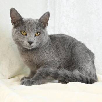 Domestic Short Hair and Russian Blue Cats Available for Adoption - Jada | PetCurious
