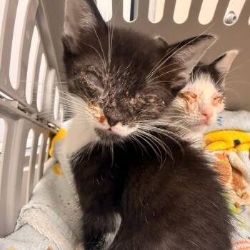 Otto -  American Shorthair Cat for Adoption in Chattanooga, Tennessee - Otto | PetCurious