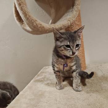 Domestic Medium Hair Cats Available for Adoption - Klaus | PetCurious