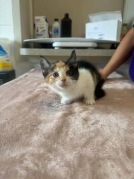 Bella -  Domestic Short Hair Cat for Adoption in Marion, Ohio - Bella | PetCurious