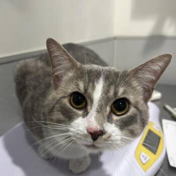 Pike -  Domestic Short Hair Cat for Adoption in Tampa, Florida - Pike | PetCurious