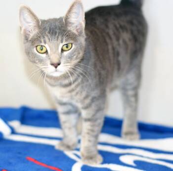 DISCO STU -  Tabby Cat for Adoption in San Clemente, California - DISCO STU | PetCurious