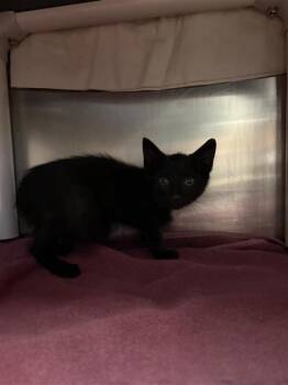 Villa -  Domestic Medium Hair and Domestic Short Hair Cat for Adoption in Montreal, Quebec - Villa | PetCurious