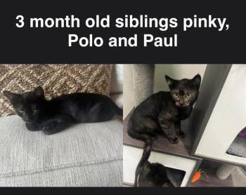 Domestic Short Hair Cats Available for Adoption in Mustang, Oklahoma - Paul | PetCurious