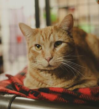 Domestic Short Hair Cats Available for Adoption - Earnhardt  | PetCurious