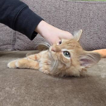 Scottie Pippen -  Domestic Medium Hair Cat for Adoption in Bloomington, Illinois - Scottie Pippen | PetCurious