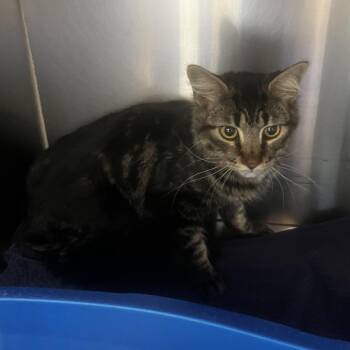 Fabreetsio -  Domestic Long Hair Cat for Adoption in Burlington, Ontario - Fabreetsio | PetCurious