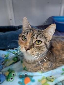Domestic Short Hair Cats Available for Adoption - Amora | PetCurious