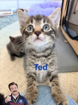 Ted -  American Shorthair and Domestic Short Hair Cat for Adoption in Richardson, Texas - Ted | PetCurious