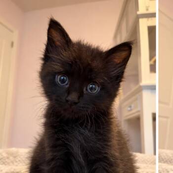 Ares -  Domestic Short Hair Cat for Adoption - Ares | PetCurious