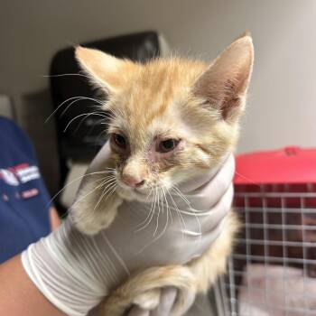 Yellow -  Domestic Short Hair Cat for Adoption in Reno, Nevada - Yellow | PetCurious