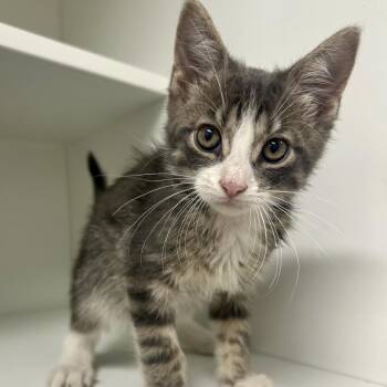 Cricket -  Domestic Short Hair Cat for Adoption in Saint Joseph, Missouri - Cricket | PetCurious