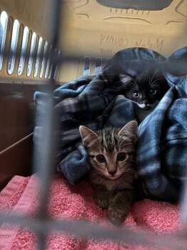 Ava -  Domestic Medium Hair Cat for Adoption in Mobile, Alabama - Ava | PetCurious