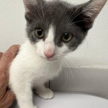 Twister Feline -  Domestic Short Hair Cat for Adoption in St. Louis, Missouri - Twister Feline | PetCurious