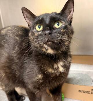 Miso -  Domestic Short Hair Cat for Adoption in Cincinnati, Ohio - Miso | PetCurious