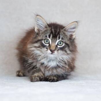 Domestic Medium Hair Cats Available for Adoption in Sunnyvale, California - Michael | PetCurious