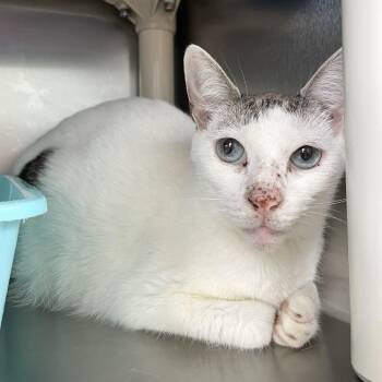 Icicle -  Domestic Short Hair Cat for Adoption in Carencro, Louisiana - Icicle | PetCurious