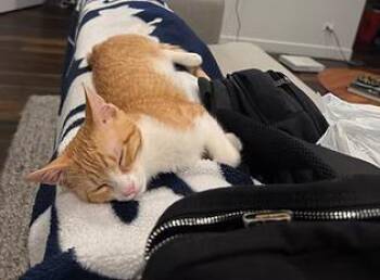 Rescue Domestic Short Hair Cats for Adoption in Evanston, Illinois - Maisie | PetCurious