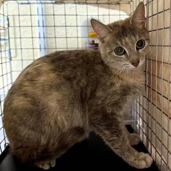 Domestic Short Hair Cats Available for Adoption in Fort Myers, Florida - SALLY | PetCurious