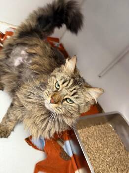 Domestic Long Hair Cats Available for Adoption in Waverly, New York - Paisley Mae | PetCurious