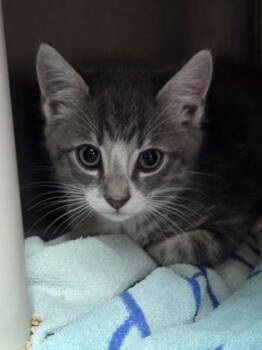 92594a Theodore-PetSmart James Island -  Domestic Short Hair Cat for Adoption in North Charleston, South Carolina - 92594a Theodore-PetSmart James Island | PetCurious