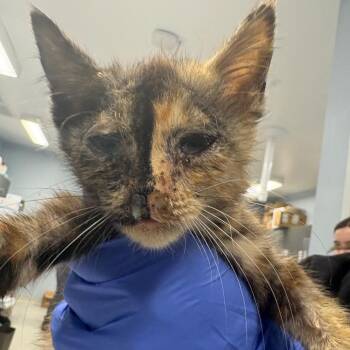 Gemini -  Domestic Short Hair Cat for Adoption in Milton, Florida - Gemini | PetCurious