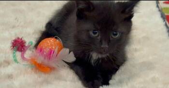 T-Rex -  Domestic Short Hair Cat Available for Adoption in Virginia Beach, Virginia - T-Rex | PetCurious