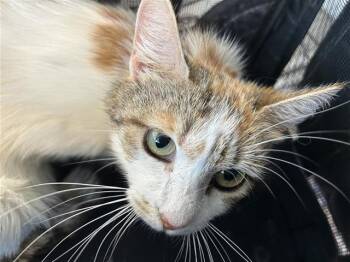 GRACIE -  Domestic Medium Hair Cat for Adoption in San Antonio, Texas - GRACIE | PetCurious
