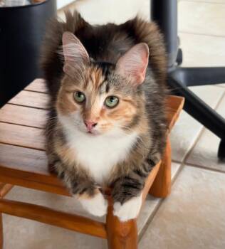 Honey -  Domestic Medium Hair Cat for Adoption in Orlando, Florida - Honey | PetCurious