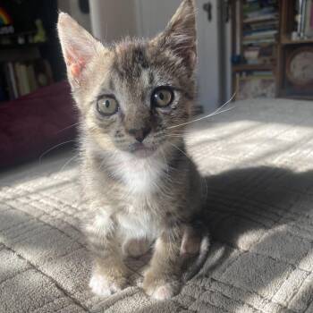 Dot -  Domestic Short Hair Cat for Adoption in Los Angeles, California - Dot | PetCurious