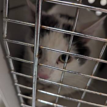 Mise En Place -  Domestic Short Hair Cat for Adoption in Charlottesville, Virginia - Mise En Place | PetCurious
