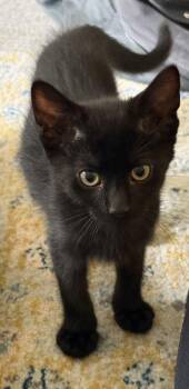 French Toast -  Domestic Short Hair Cat for Adoption in Minneapolis, Minnesota - French Toast | PetCurious