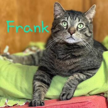 Domestic Short Hair Cats Available for Adoption in Little Falls, New York - Frank | PetCurious