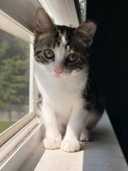 Pearl -  Domestic Short Hair Cat for Adoption in Moncks Corner, South Carolina - Pearl | PetCurious