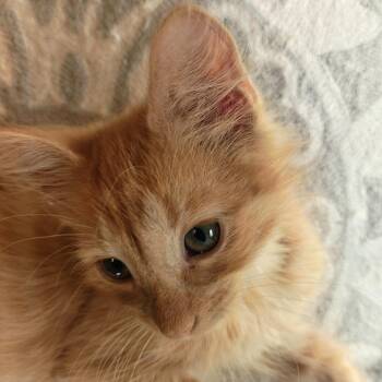 Andi C12511 -  Domestic Medium Hair Cat for Adoption - Andi C12511 | PetCurious