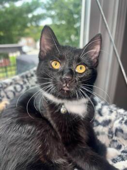Abby -  Domestic Short Hair Cat for Adoption in Newport, Kentucky - Abby | PetCurious