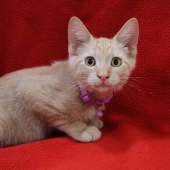 Po Po -  Domestic Short Hair Cat for Adoption in Saint Charles, Missouri - Po Po | PetCurious