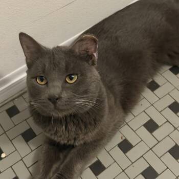 Domestic Short Hair Cats Available for Adoption in New York, New York - Kyle. (Fka Blue) | PetCurious