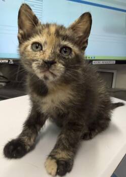 Pixel (Sassy K1) -  Domestic Short Hair Cat for Adoption in Pahrump, Nevada - Pixel (Sassy K1) | PetCurious