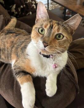 Brulee -  Dilute Calico Cat for Adoption in North Bergen, New Jersey - Brulee | PetCurious