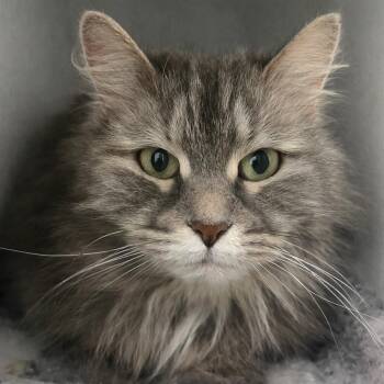 Siberian Cats Available for Adoption in Pontiac, Michigan - Mila | PetCurious