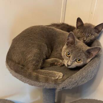 Ruffnut -  Domestic Short Hair Cat for Adoption in Overland Park, Kansas - Ruffnut | PetCurious