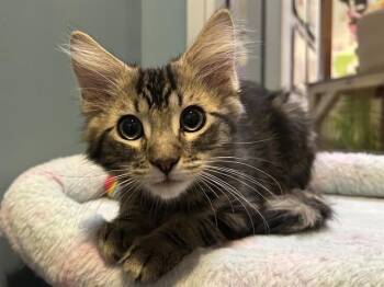 CHILI -  Domestic Medium Hair Cat for Adoption in Santa Clara, California - CHILI | PetCurious
