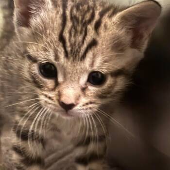 Honey -  Domestic Short Hair Cat for Adoption in Overland Park, Kansas - Honey | PetCurious