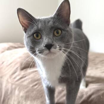 Domestic Short Hair Cats Available for Adoption - Ralph | PetCurious