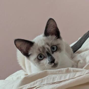 Franklin -  Snowshoe Cat for Adoption in Redwood City, California - Franklin | PetCurious