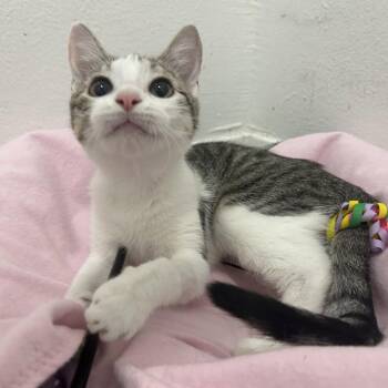 Haven -  Tabby and Domestic Short Hair Cat for Adoption in Garland, Texas - Haven | PetCurious