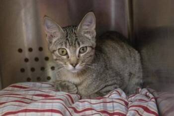 Domestic Short Hair Cats Available for Adoption in Kansas City, Missouri - Carnita | PetCurious