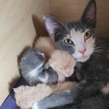 Domestic Short Hair Cats Available for Adoption - Hector | PetCurious